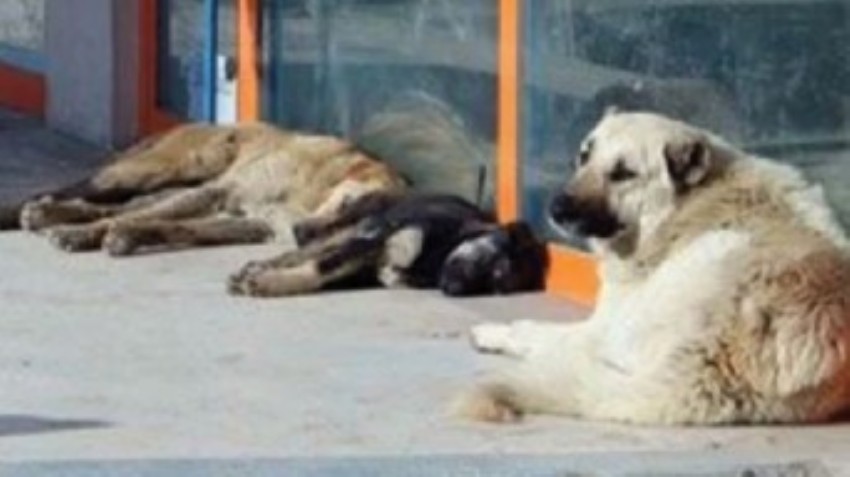 Ötenazi’yi Getiren Yasa, TBMM’de Kabul Edildi