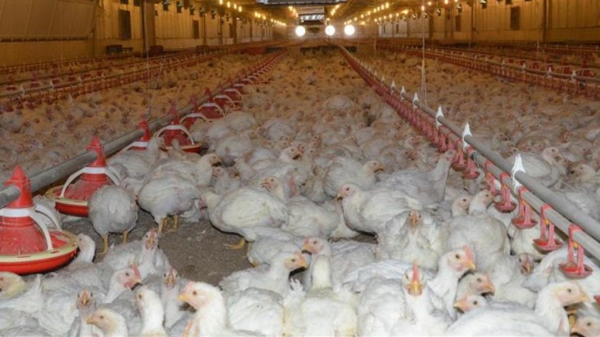 Yumurta Üretimi Arttı Kesilen Tavuk Sayısı Azaldı
