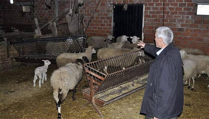  Hayvanlarını çalan hırsızlara seslendi!