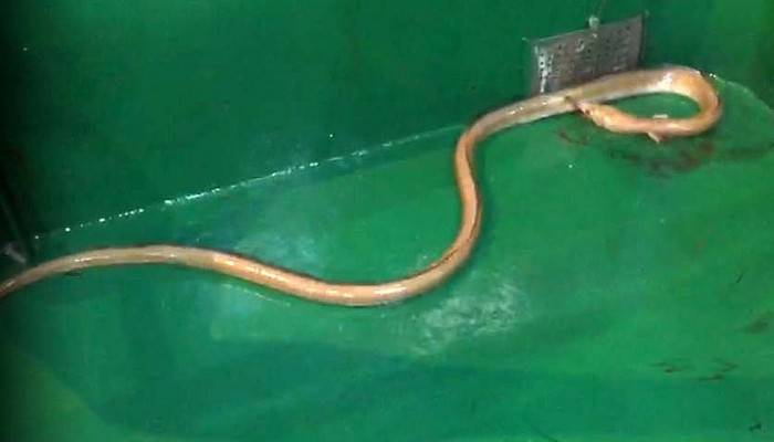 'Dikenli yılan balığı' Çanakkale'de ağlara takıldı (VİDEO)