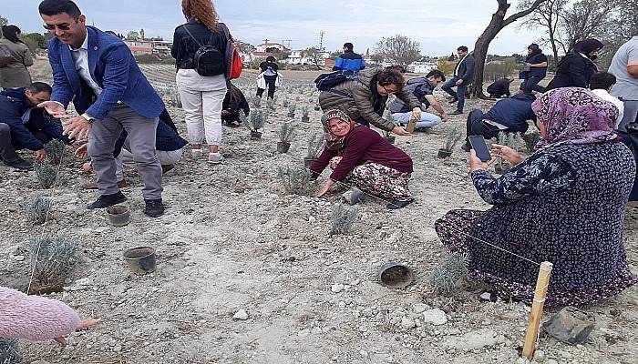 Gelibolu Yarımadası'nda 'Lavanta Tarla Günü' etkinliği (VİDEO)