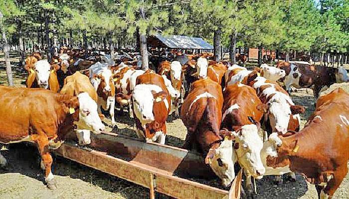 Üretim İçinde Olan Bir Hayvan Kesilmemeli