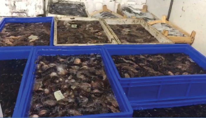 1 ton deniz patlıcanı ele geçirildi (VİDEO)