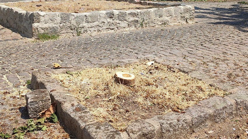 Meydandaki ağaç neden kesildi