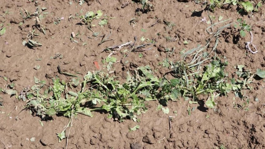 Dolu bin 500 dekar ekili arazide zarara yol açtı