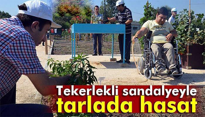 Tekerlekli sandalyeyle tarlada hasat