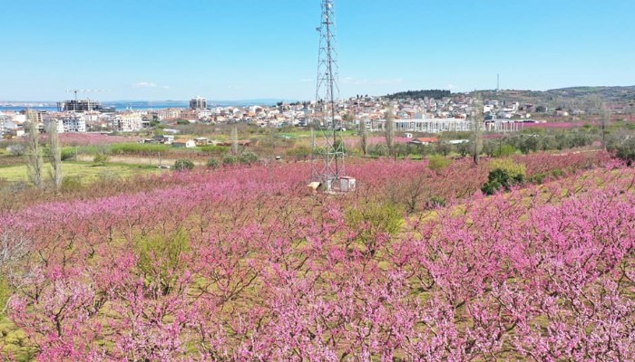 Şeftaliler Çiçek Açtı Lapseki Pembeye Büründü