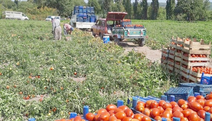 Çanakkale domatesinde hasat devam ediyor