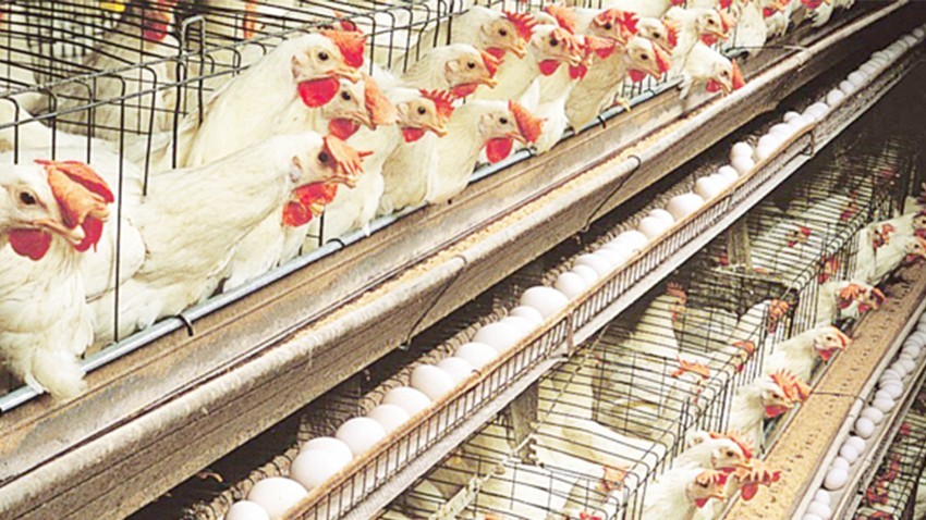  Tavuk yumurtası üretimi 1,83 milyar adet olarak gerçekleşti