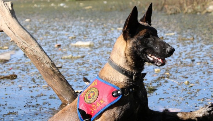 Çanakkale’de bir ilki başaran kadavra köpekleri, Kastamonu’da da 8 cesede ulaştı (VİDEO)