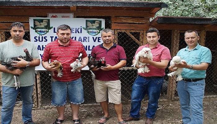 Milli tavuk ırkları koruma altına alınıyor