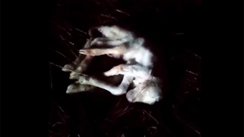  Çanakkale'de kuzu 6 bacaklı doğdu 