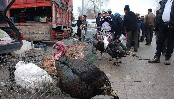 Çanakkale'de hindiler görücüye çıktı