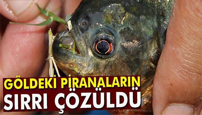 Piranalar insan eliyle göle bırakılmış