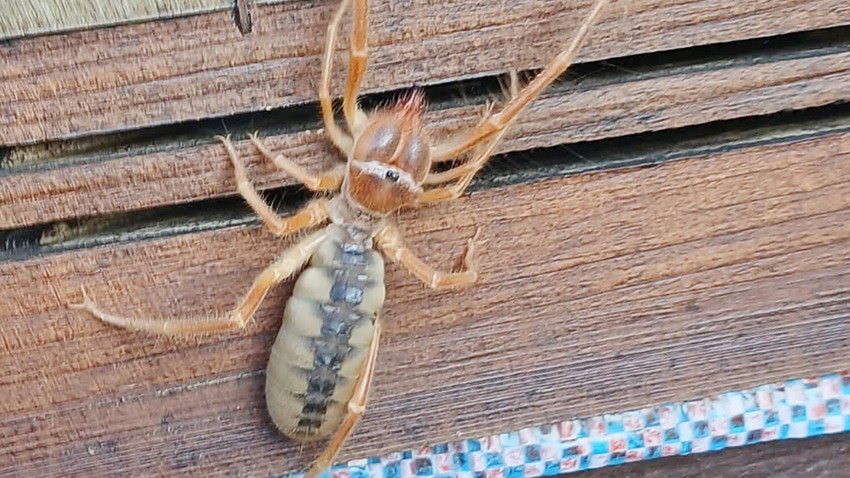 Zehirli Dev Örümcek Görüldü