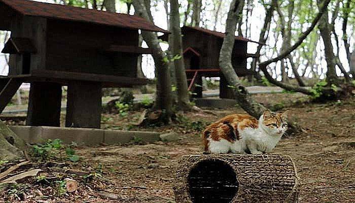 Kedi Köyü projesinin çalışmaları devam ediyor