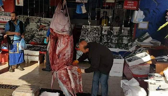 200 kiloluk orkinos kilosu 20 liradan satışa sunuldu