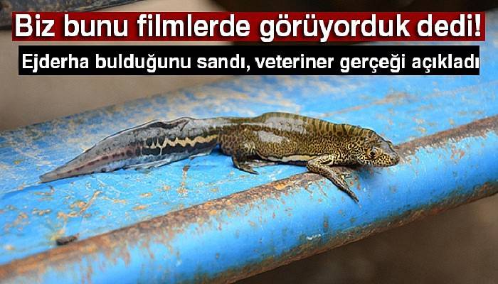 Ejderha bulduğunu sandı, veteriner gerçeği açıkladı