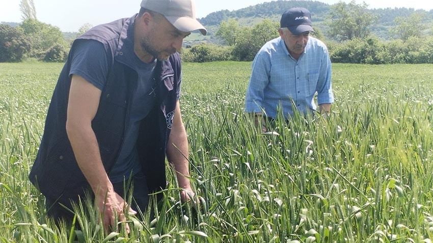 Biga'da 2024 Yılı Süne Mücadelesi Programı Başlatıldı