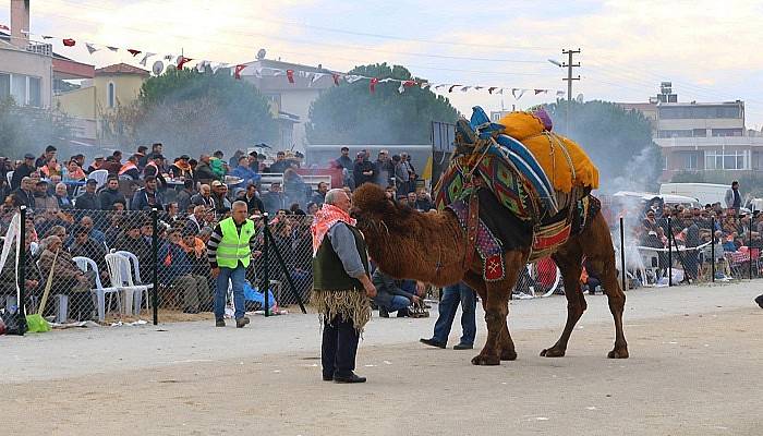 Kepez Deve Güreşleri Gerçekleştirildi