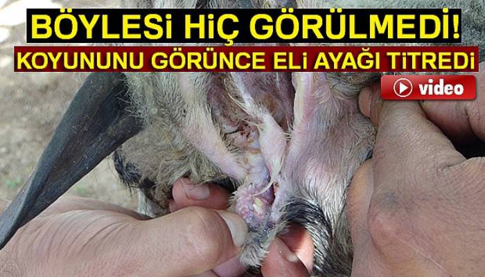  Koyunun kulağında ikinci bir ağız olduğu anlaşıldı 