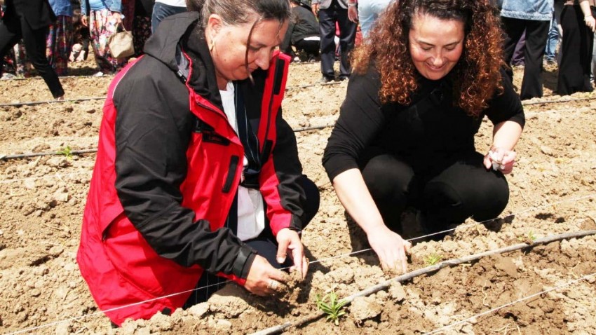 Süs Bitkilerinde Potansiyeli Arttıracak Proje Hayata Geçirildi