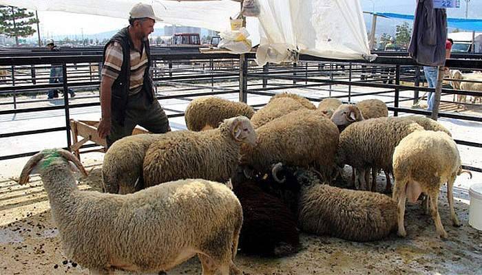 Kurbanlık seçiminde püf noktalar