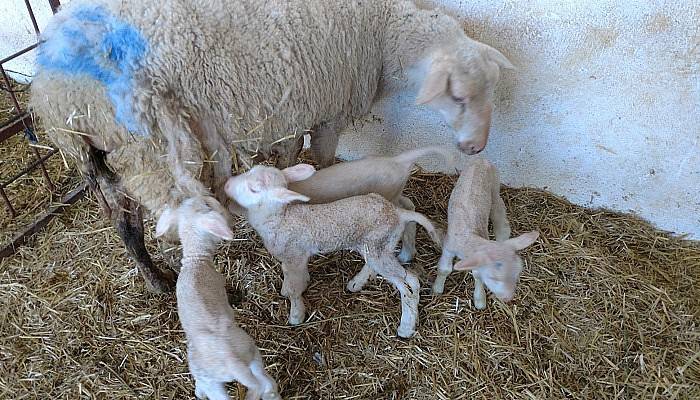 ÇOMÜ Ziraat Fakültesi Çiftliği Hayvansal Üretim Uygulama ve Araştırma Biriminde Dördüz Kuzu Sevinci