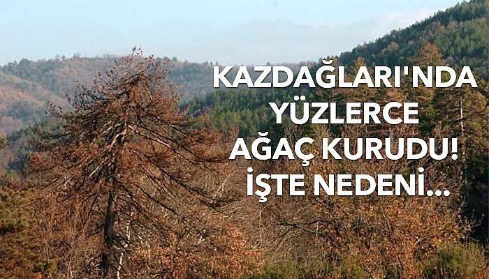 Kazdağları'nda yüzlerce ağaç kurudu! İşte nedeni...