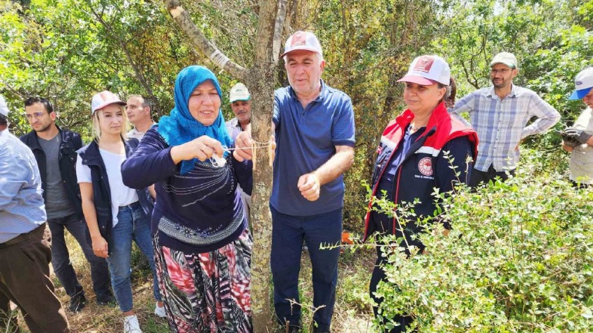 Yeniden Canlanan Ayvacık'ın Antep Fıstığı Projeleri