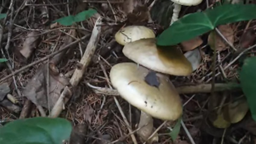 Doğada Karşılaşırsanız Sakın Dokunmayın: Bu Mantar Ölüm Getiriyor