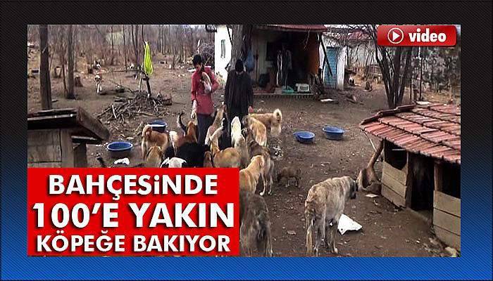 Bahçesinde 100’e yakın sokak köpeğine bakıyor