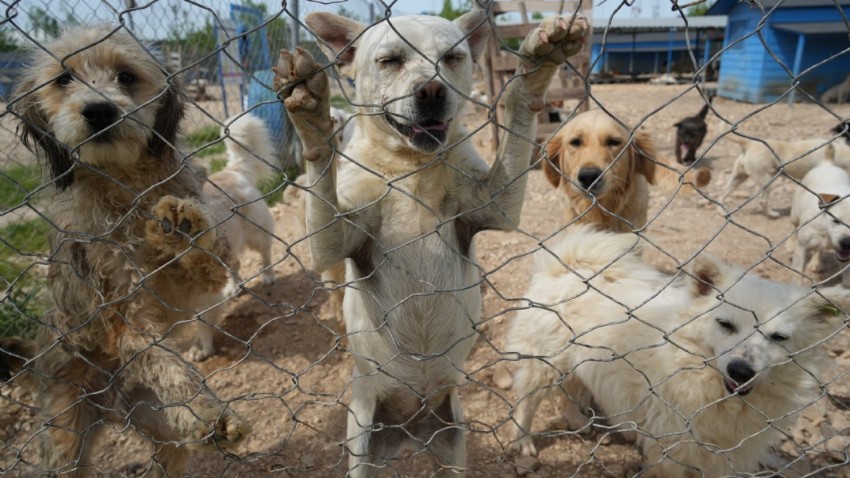 Hevesle alınıp bakımı zor gelince terk edilen cins köpekler yuva arıyor (VİDEO)