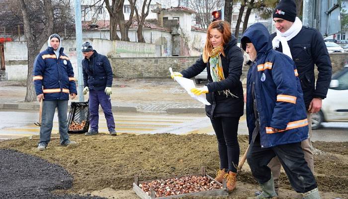 Lapseki'de 50 bin adet lale dikimi