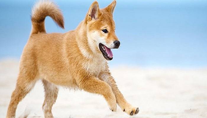 Çanakkale'deki hayvan zehirlenmelerine açıklama geldi