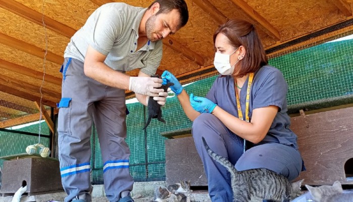 Kedi Köyünde Sağlık Kontrolleri Yapıldı