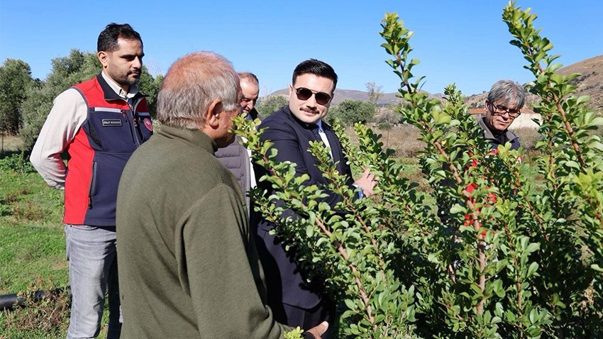 Gökçeada’da Zeytin Hasadı Başladı