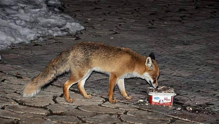 Karnı acıkan tilki soluğu bu lokantada alıyor