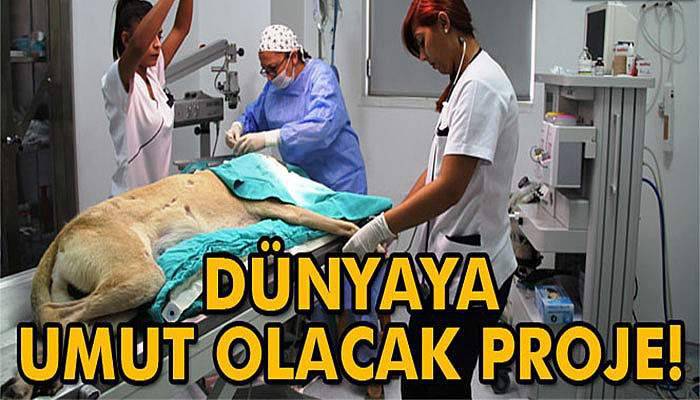 İlk Türk kadın veterinerlerin projesi dünyaya umut olacak