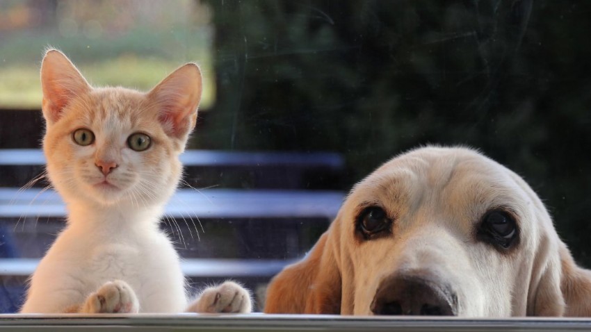 Kedi köpek sahiplerinin dikkatine
