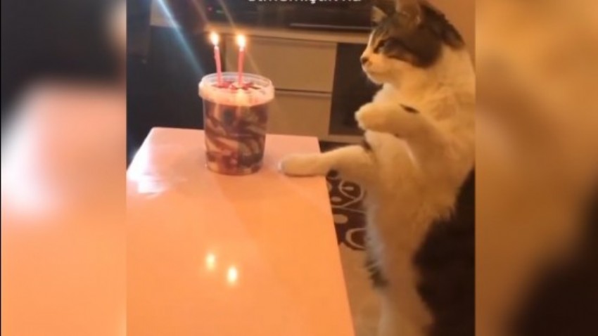 Kediye sürpriz doğum günü partisi! Hamsiden pastanın mumlarını söndürdü 