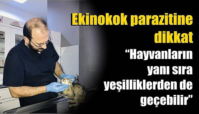  Ekinokok parazitine dikkat