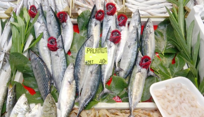 Palamut sahneye çıktı