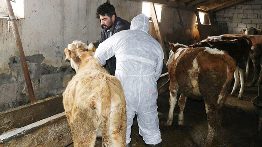 Çanakkale'de şap alarmı devam ediyor! Hayvan pazarları kapatıldı, giriş-çıkışlar yasaklandı