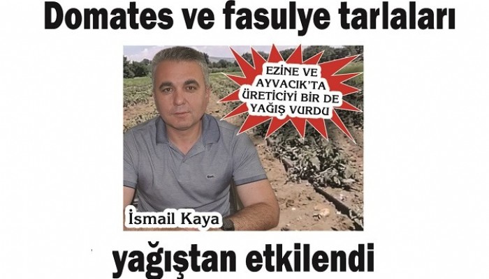 EZİNE VE AYVACIK’TA ÜRETİCİYİ BİR DE YAĞIŞ VURDU: Domates ve fasulye tarlaları yağıştan etkilendi