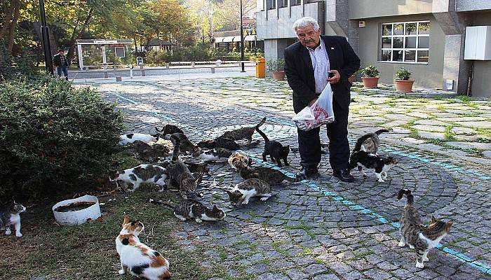 Kediler her sabah onu bekliyor