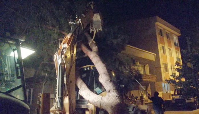 Apartmanın Üzerine Ağaç Devrildi, Felaketin Eşiğinden Dönüldü