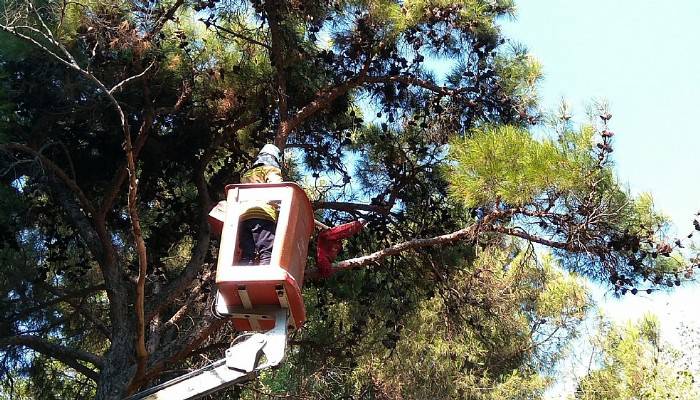  Ağaçta Mahsur Kalan Kedi 10 Metreden Atladı