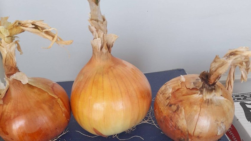 Hacıpehlivan Köyü’nde Tarım Sezonu Bereketle Devam Ediyor