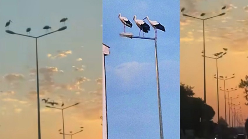 Yuvasız Kalan Leylekler ve Diğer Hayvanlar Kent Merkezlerine Sığındı